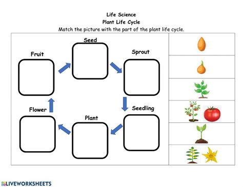 Plant Life Cycle Worksheet Second Grade