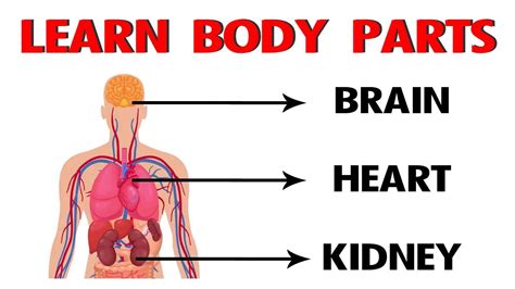 Basic Human Body Parts Diagram