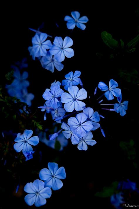 e learning for kindergarten: Dark Blue Flowers Wallpaper : Light Blue Flower Wallpapers Top Free ...