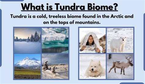 Tundra Biome-Characteristics, Types, Location, Climate, and Examples