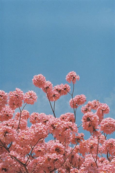 Download Pretty Pink Flowers Aesthetic Wallpaper | Wallpapers.com