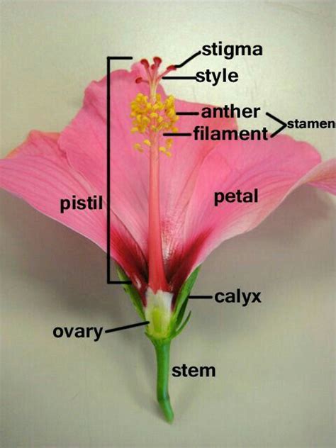 Pin by 👑Shayma👑 on biology | Parts of a flower, Learn biology, Biology facts