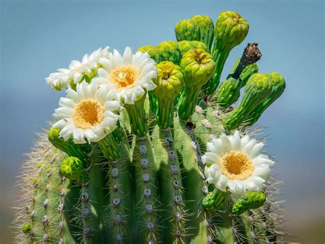 How to grow and care for Saguaro cactus | lovethegarden