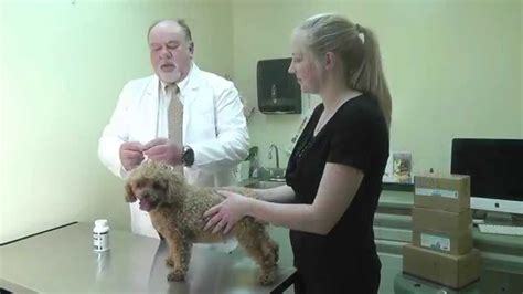 Dog Supplement Helps Prevent Periodontal Disease in Dogs – Top Dog Tips