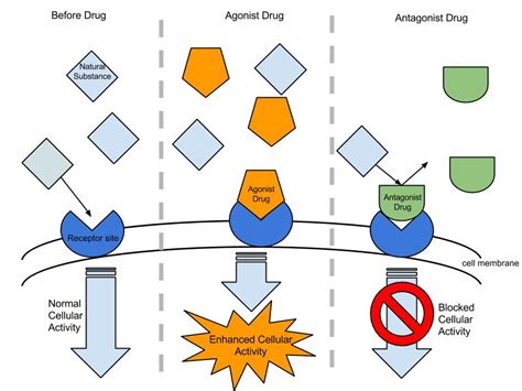 Agonist-antagonist - Wikipedia