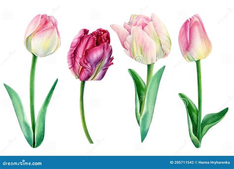 Tulips on White Background, Spring Watercolor Flowers, Floral Clipart Stock Photo - Image of ...