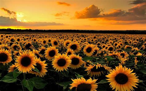 Sunflower Field at Sunset Full HD Wallpaper and Background Image | 1920x1200 | ID:677024