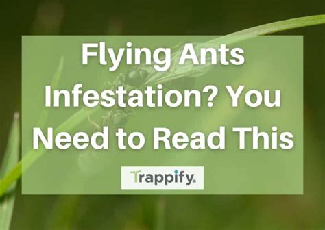 Flying Ants Infestation? You Need to Read This