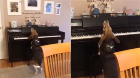 Dog spends his evening playing piano and singing. Watch | Trending - Hindustan Times