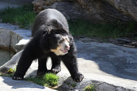 Spectacled Bear - Ten Random Facts