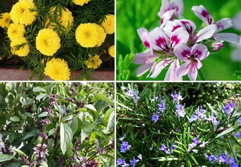 8 best mosquito repellent plants | Repel mosquitoes naturally - Naturebring