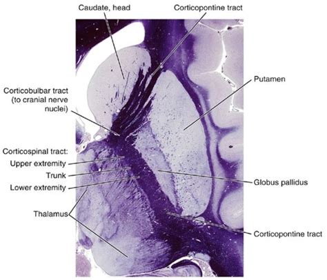 Neuroanatomy: Internal Capsule Neuroanatomy