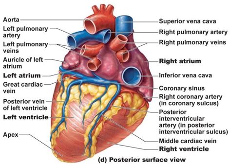 Heart structure | Science online