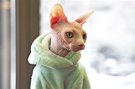 Siamese Sphynx cat: Facts, History, Characteristics - Siamese Of Day