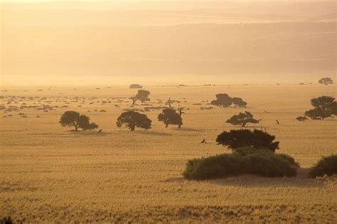 African Grassland Trees