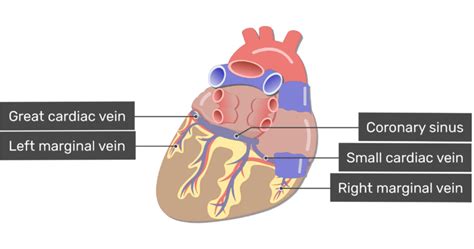 Coronary Veins | Cardiac Veins | GetBodySmart