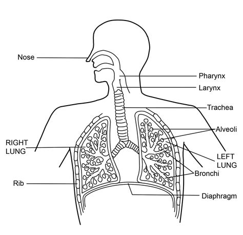 What is the Respiratory System: Diagram and Function - HubPages