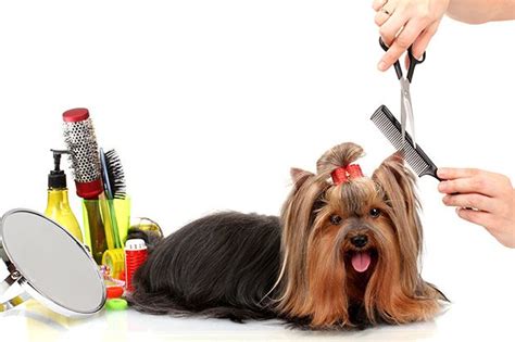 6 Dog Grooming Tips | The Munch Zone