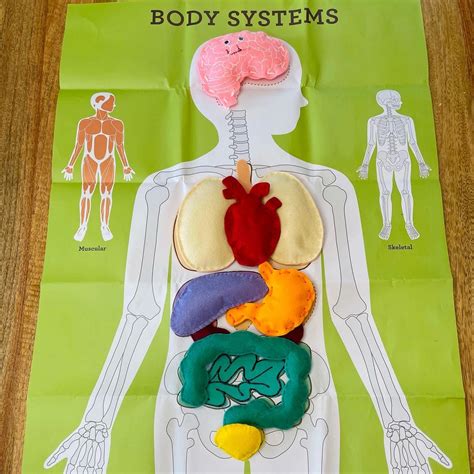 Human Body Systems with Felt Organs