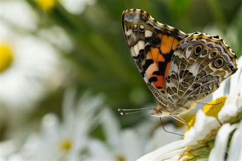 One of the prettiest butterflies ive seen in the garden this week : r/gardening