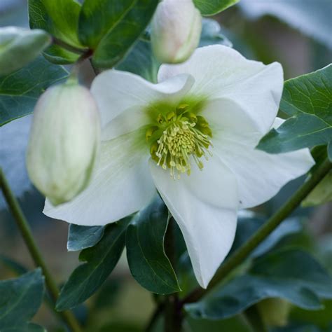 Christmas Rose Seeds - Helleborus Niger Flower Seeds