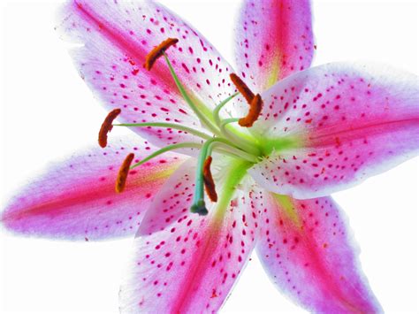 Pink Tiger Lily | Previously uploaded in monochrome | Jon Huskisson | Flickr