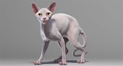 Sphynx Cat Breed Information