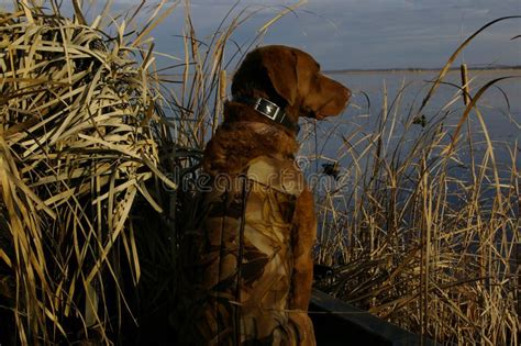 Duck Hunting Dog stock image. Image of hunt, collar, lake - 27651899