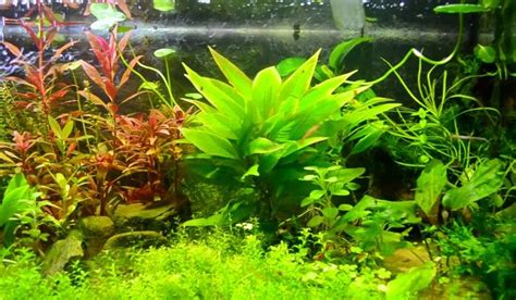 The 10 Best Plants for Freshwater Aquarium | Freshwater aquarium plants, Planted aquarium, Cool ...