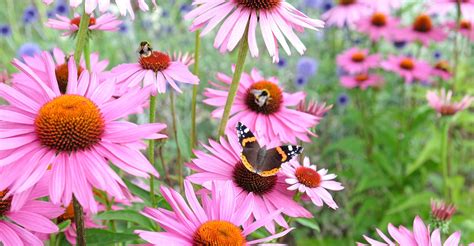 Plant a Butterfly Garden: Best Plants that Attract Butterflies - MyGardenLife