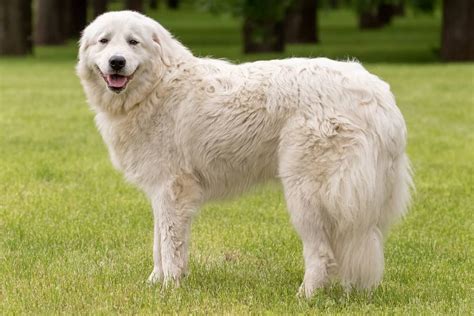 10 Best Lgd Farm Dog Breeds To Herd And Protect Your Livestock | Images and Photos finder