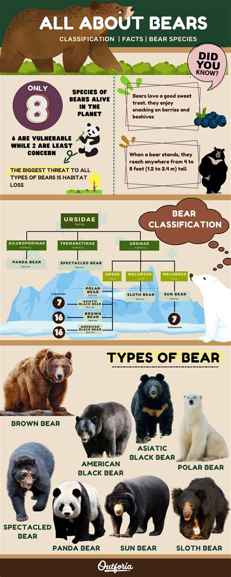 Care Bear Types