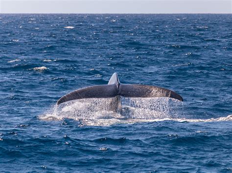 Newport Beach Whale Watching – All about whale watching in Newport Beach, CA