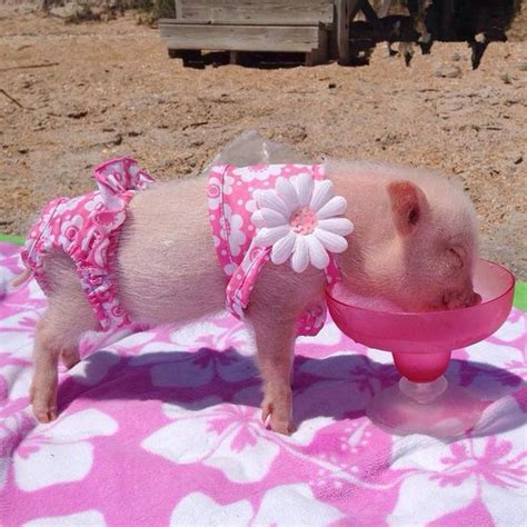 Here Are 22 Things Only Owners of Mini Pigs Will Understand