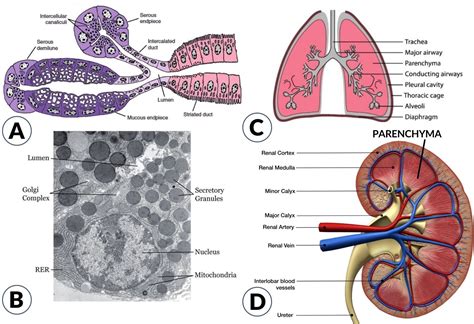 Parenchyma - Definition and Examples - Biology Online Dictionary