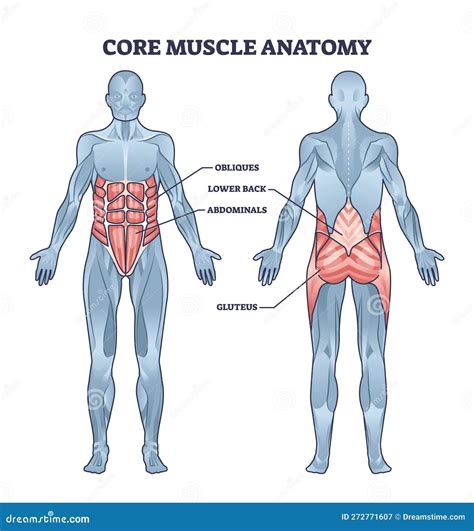 Core Muscle Anatomy with Obliques, Abdominals and Gluteus Outline Diagram Stock Vector ...