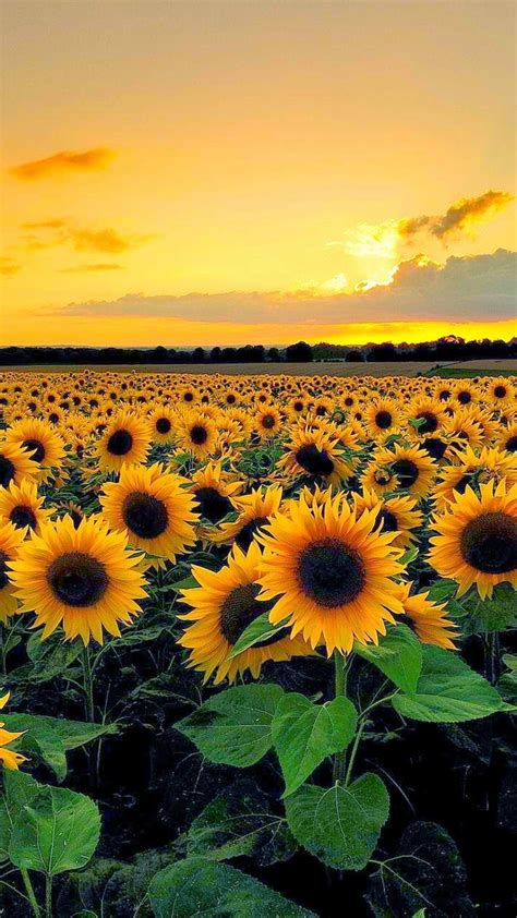 Aesthetic Sunflower Wallpapers - Wallpaper Cave