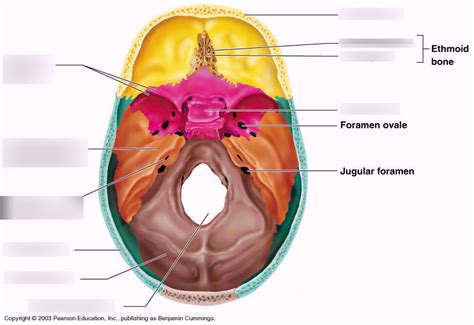 Inside of Skull Diagram | Quizlet