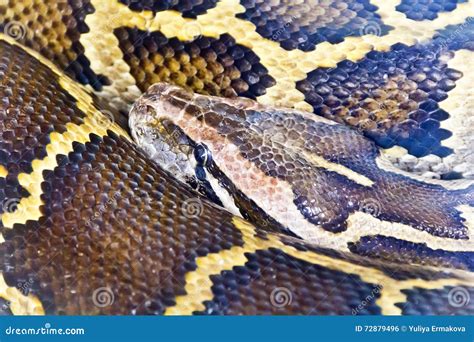 Photo of Python Head Close Up Stock Photo - Image of scale, background: 72879496