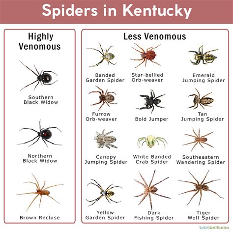 Spider Identification Chart