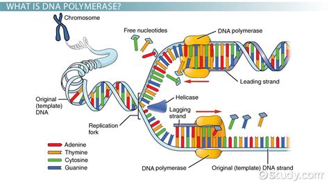 DNA Polymerase: Definition & Function - Video & Lesson Transcript | Study.com