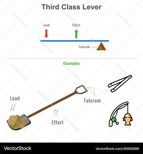 Third class lever with example Royalty Free Vector Image