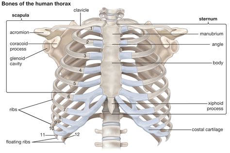 Rib Cage - Yoga and Medical Science