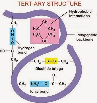 Tertiary structure of proteins having amino acid cysteine is achieved through