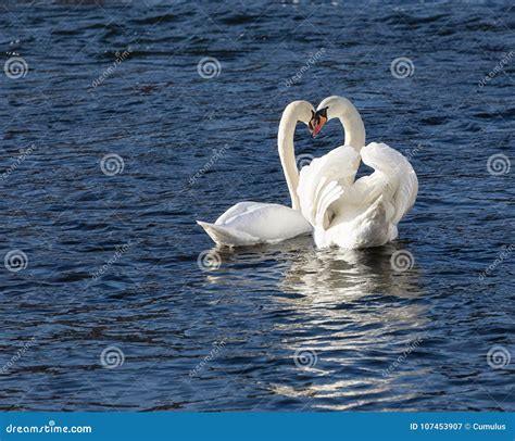 Swan couple mating. stock image. Image of wild, love - 107453907