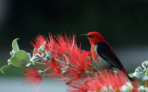 Nature, Bird and Flowers HD 4K Wallpaper (Flickr):Amazon.com:Appstore for Android