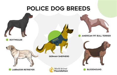 14 Popular Police Dog Breeds That Help Law Enforcement