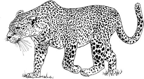 Leopard Coloring Pages - Coloring Home