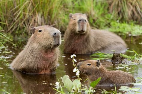 13 Surprising Capybara Facts - Fact Animal