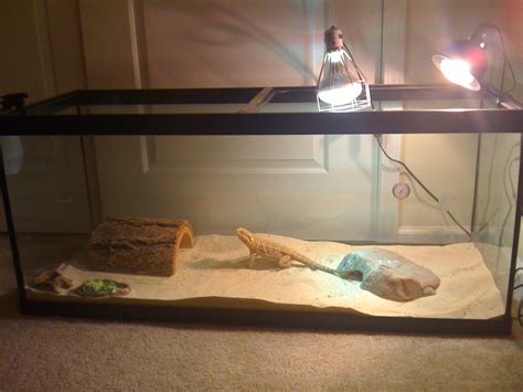 UJelleh?: How To: Bearded Dragon Cage Setup